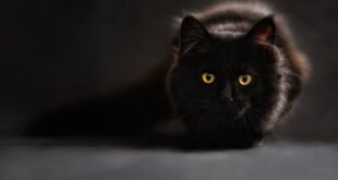 Are Cats Color Blind?