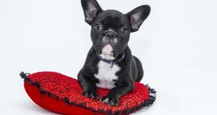 Dogs Can Sign, Too - A Breakthrough Method For Teaching Your Dog to Communicate - By Sean Senechal