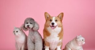 Hypoallergenic Dogs - Is This Your Dog?